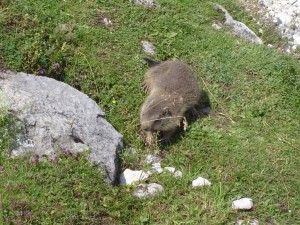 Une marmotte apprivoisée, en Autriche