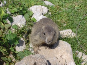 Marmotte peu farouche, dans les alpes