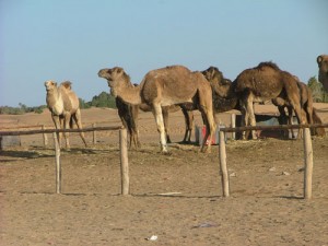 DSCF6485