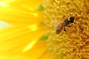 abeilles