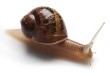 escargot