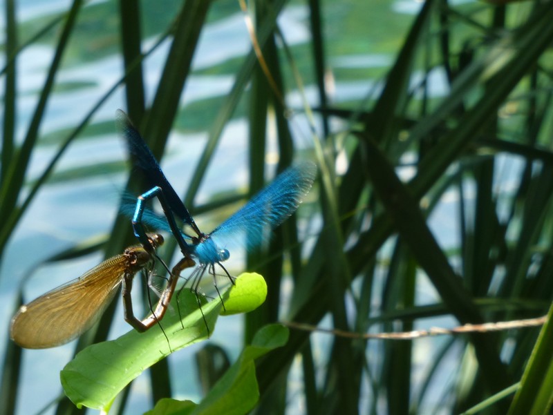Accouplement de libellules