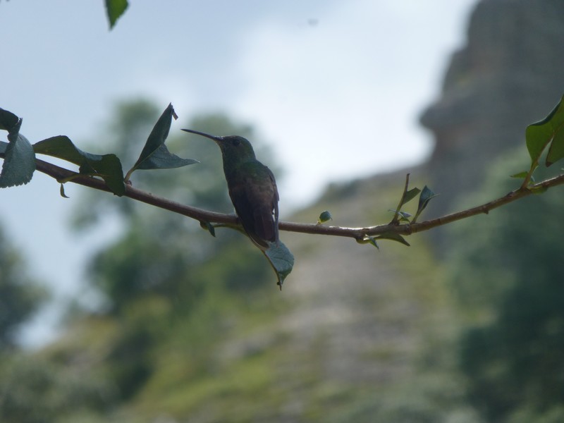 colibri-cerocahui